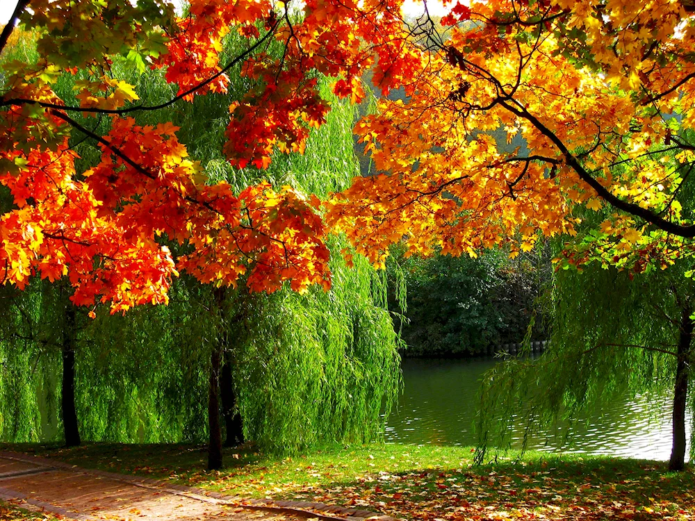 Autumn autumn