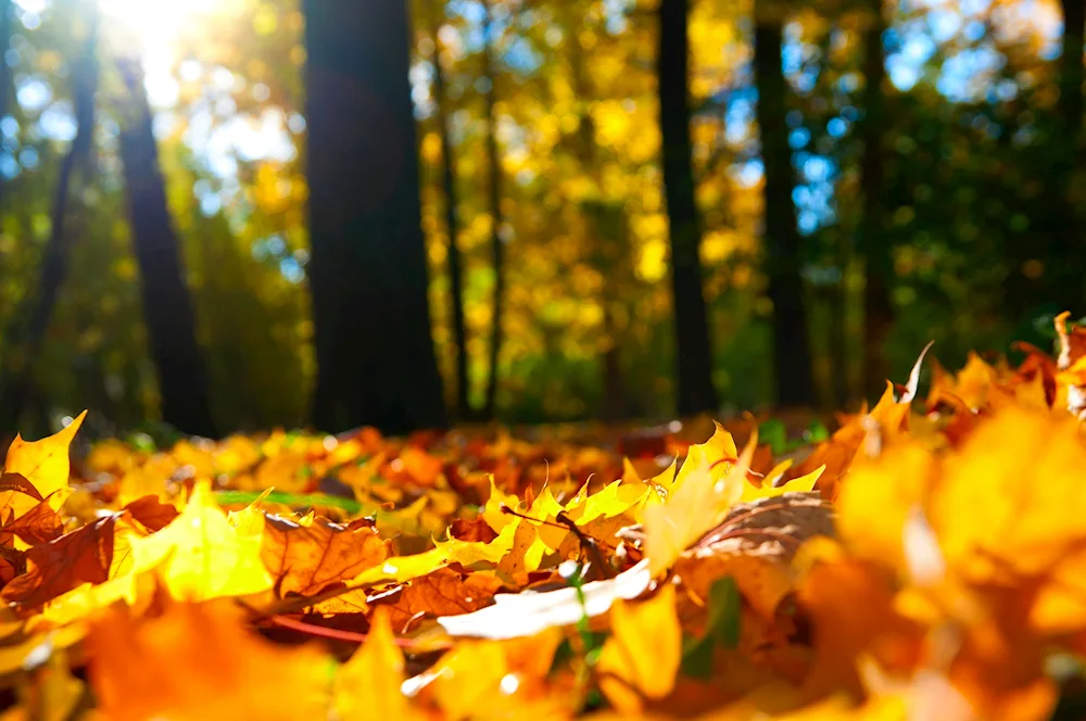 Autumn tree
