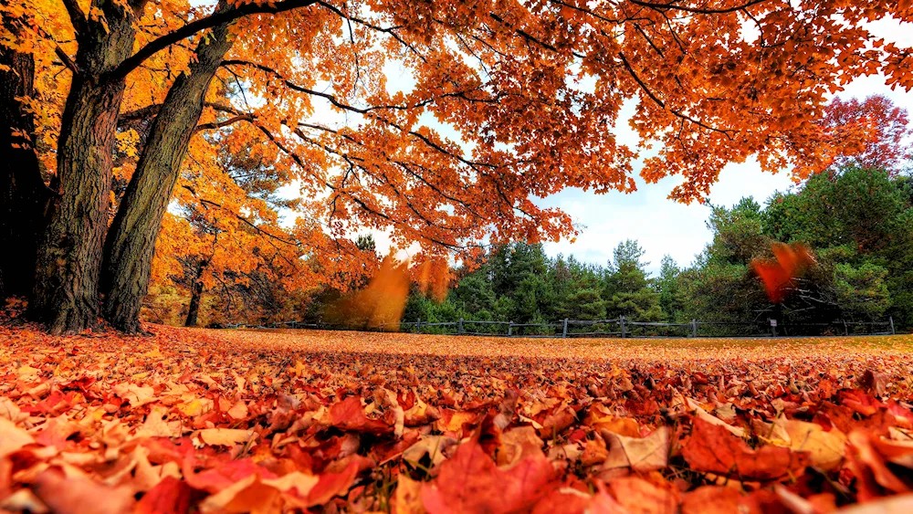 Nature