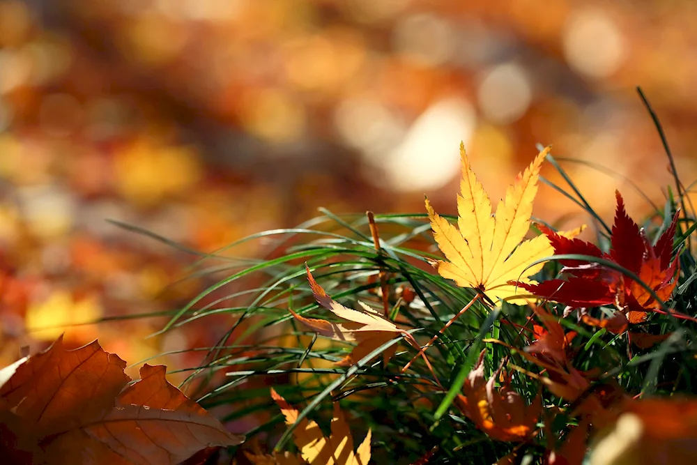 Autumn background