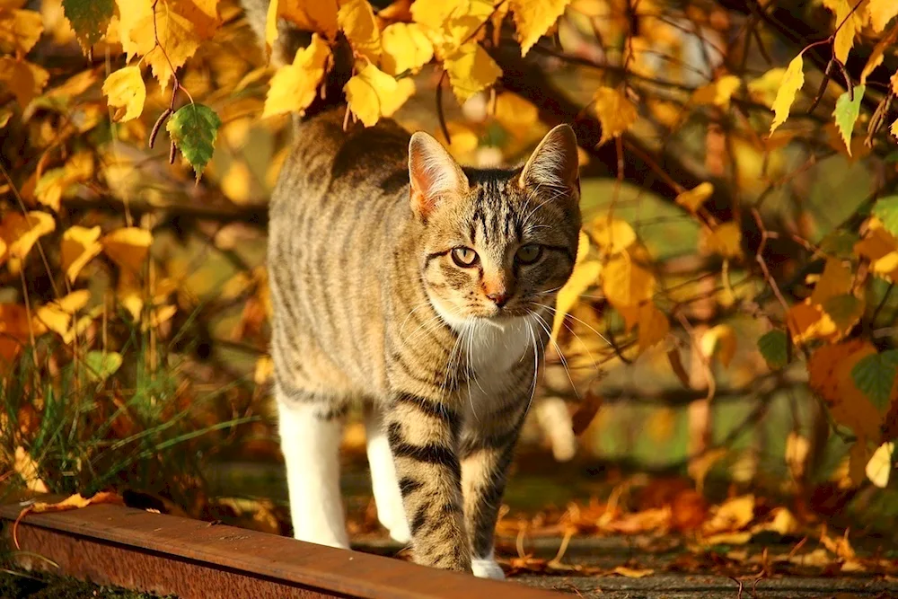Cats in autumn