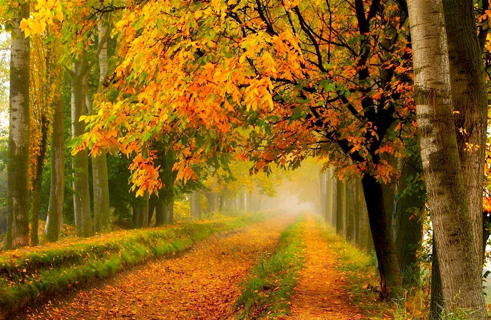 Beautiful autumn