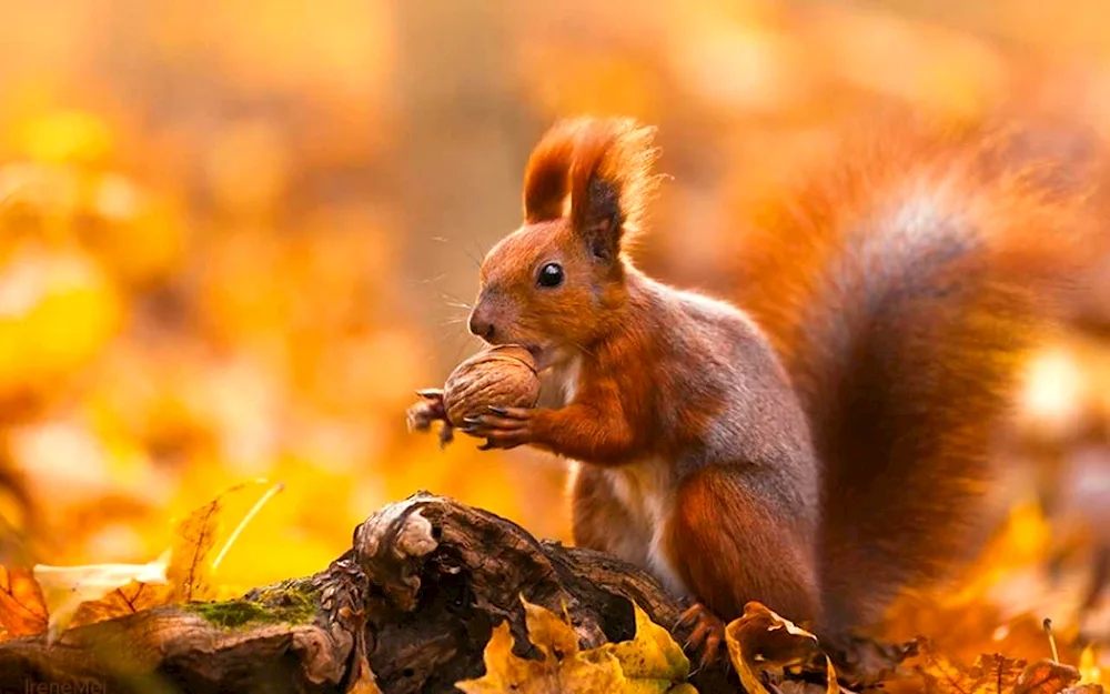 An autumn squirrel