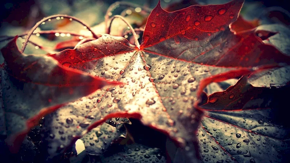 Rainful autumn rain