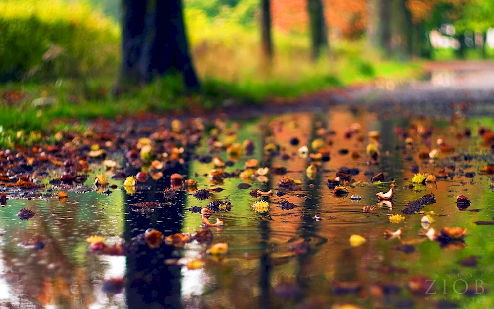 Autumn rain