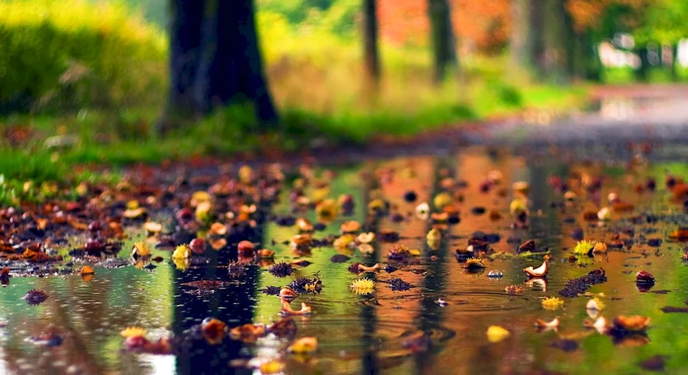 Autumn rain