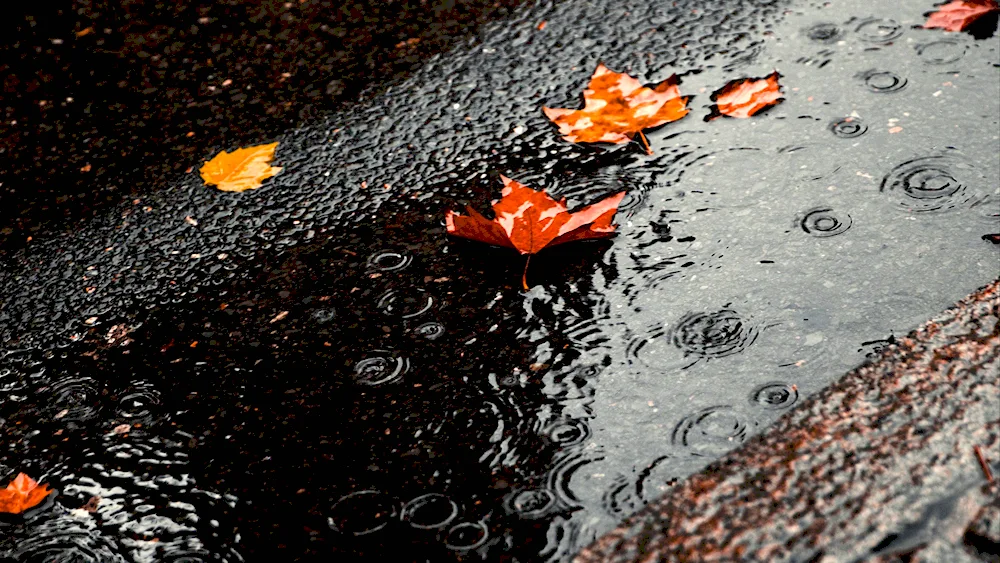 Rainful autumn