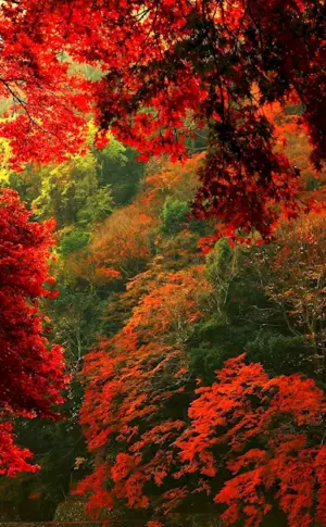 Autumn photo