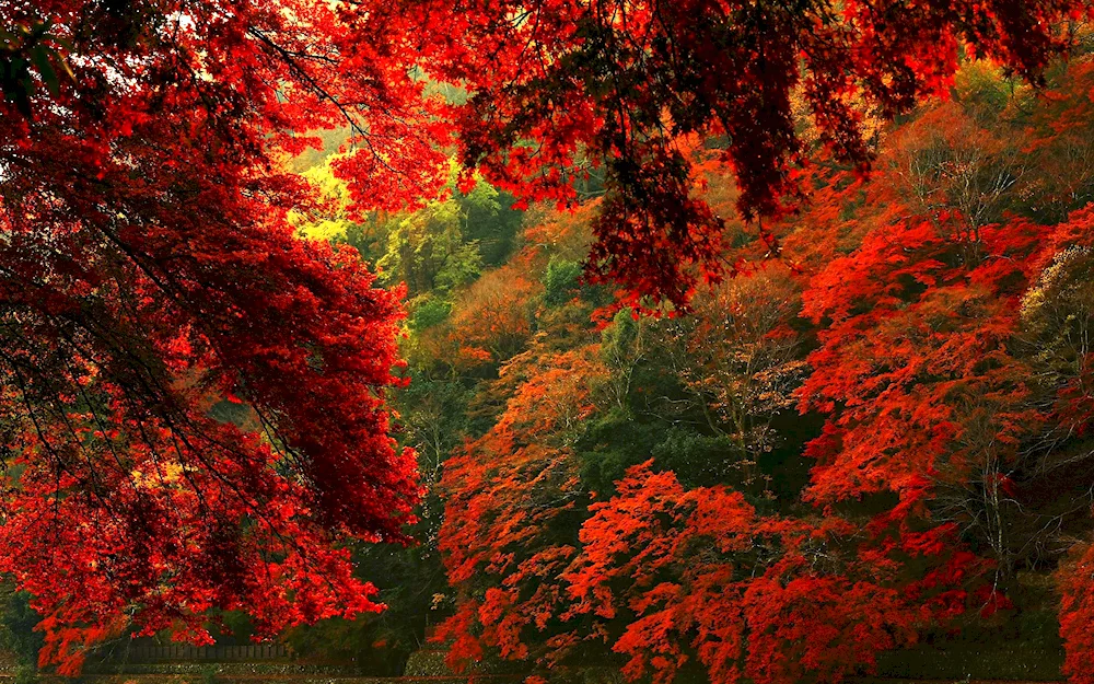 Autumn photo