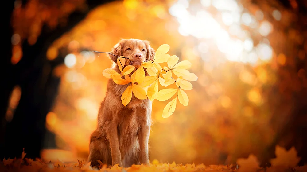 Beagle dog