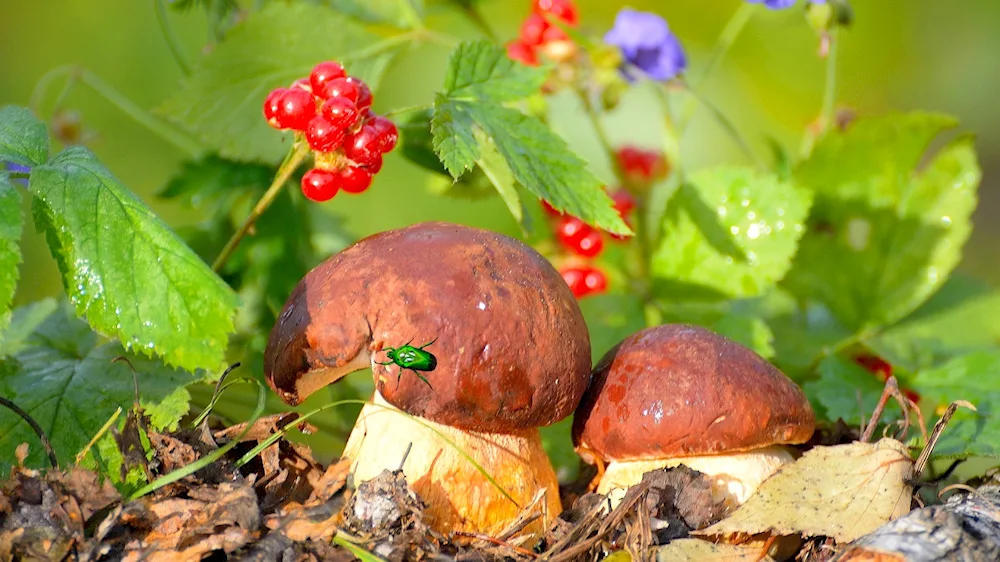 Polish white mushroom