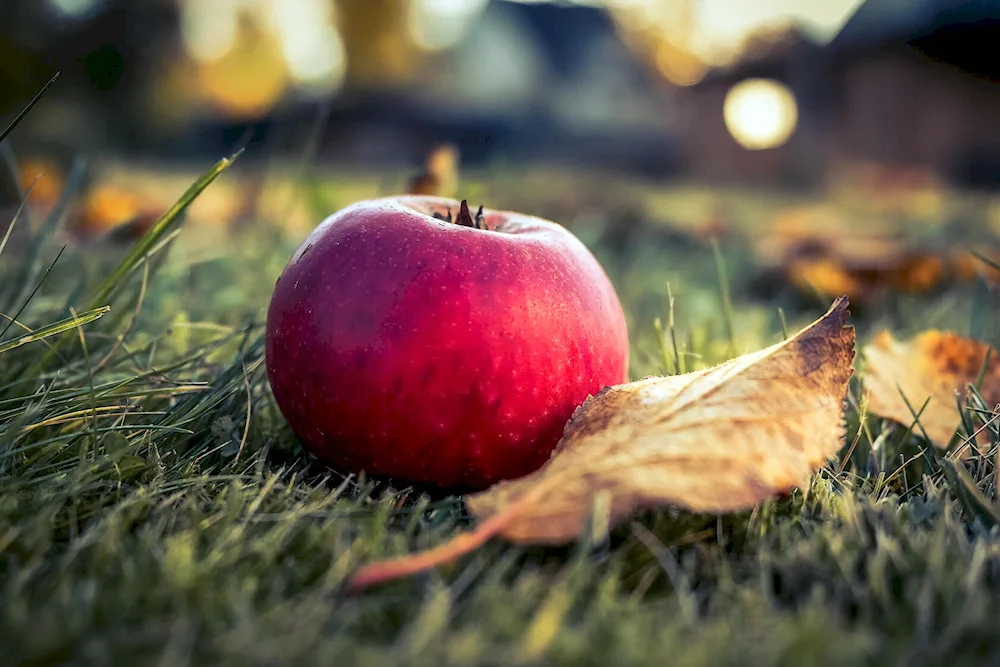 Apple on the iPhone fruit