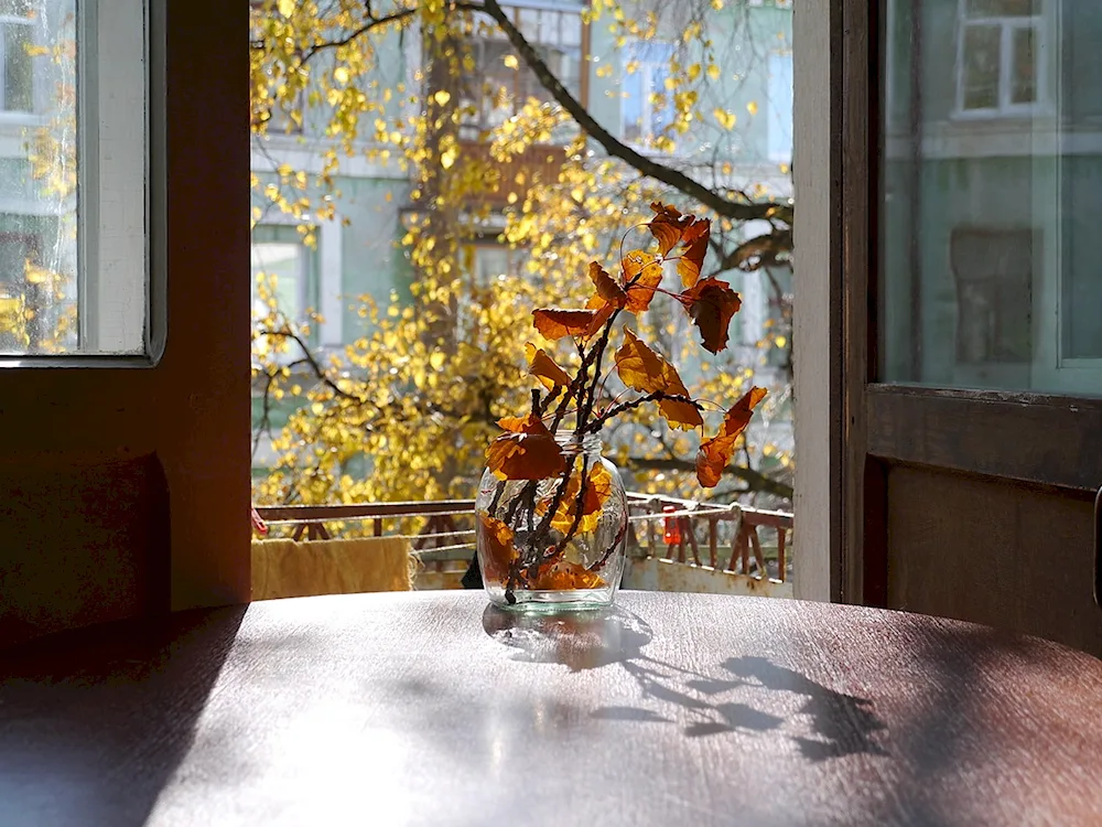 Autumn at the window