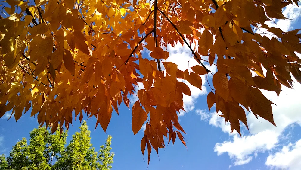 Autumn maples sky