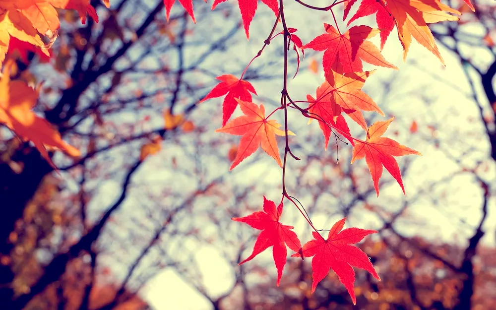 Autumn leaves