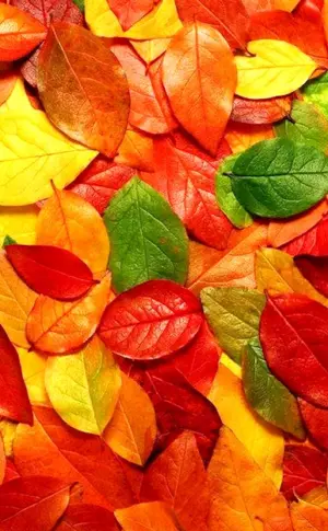 Autumn leaves