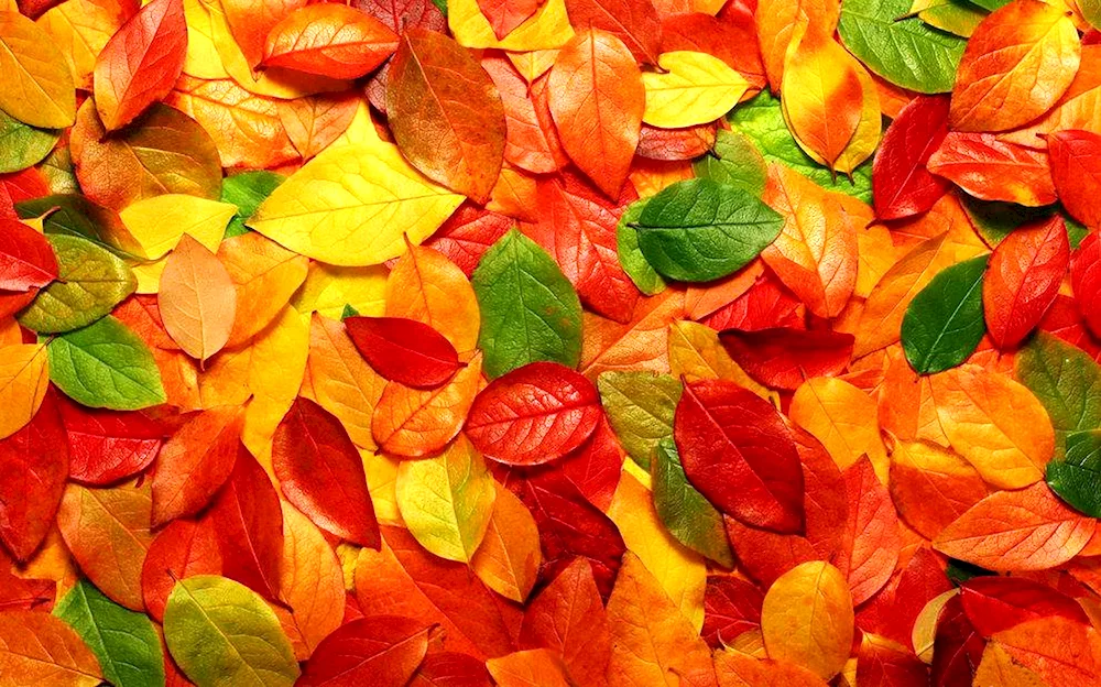 Autumn leaves