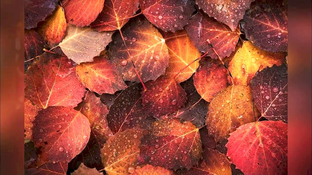 Autumn leaves