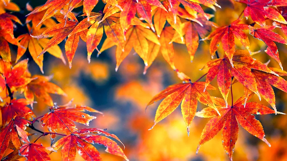 Autumn leaves