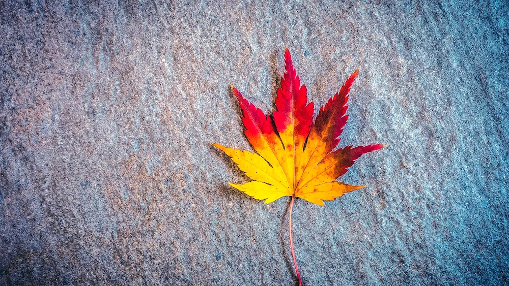 Autumn maple leaf