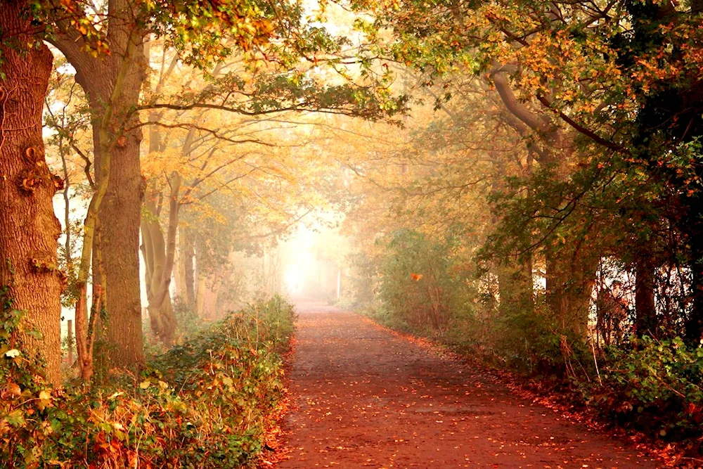 Autumn park alley