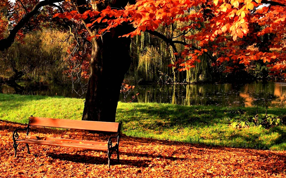 Autumn Park Benches Lake