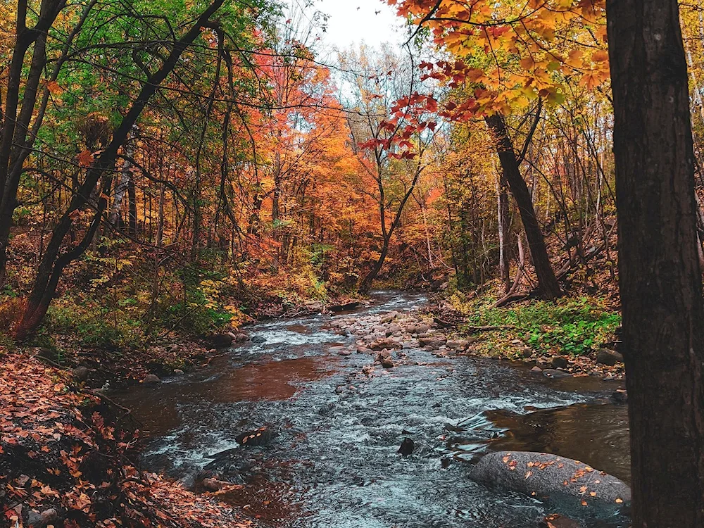 Autumn leaves