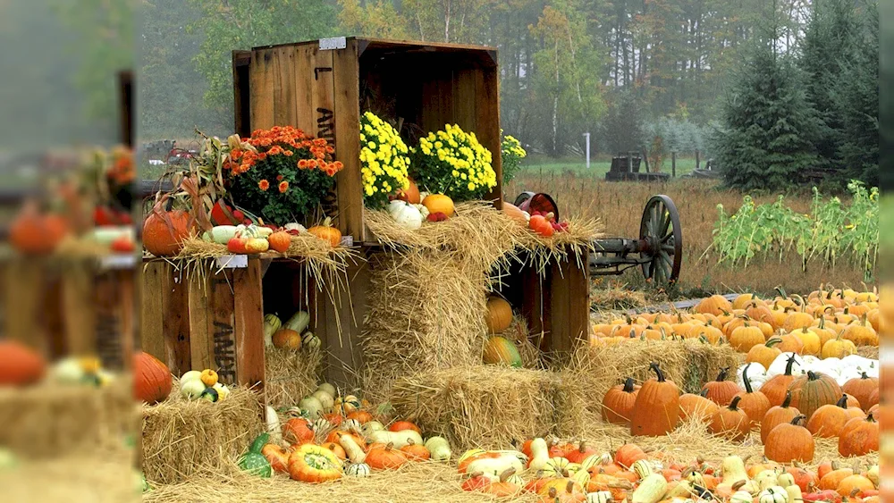 Autumn vegetable garden