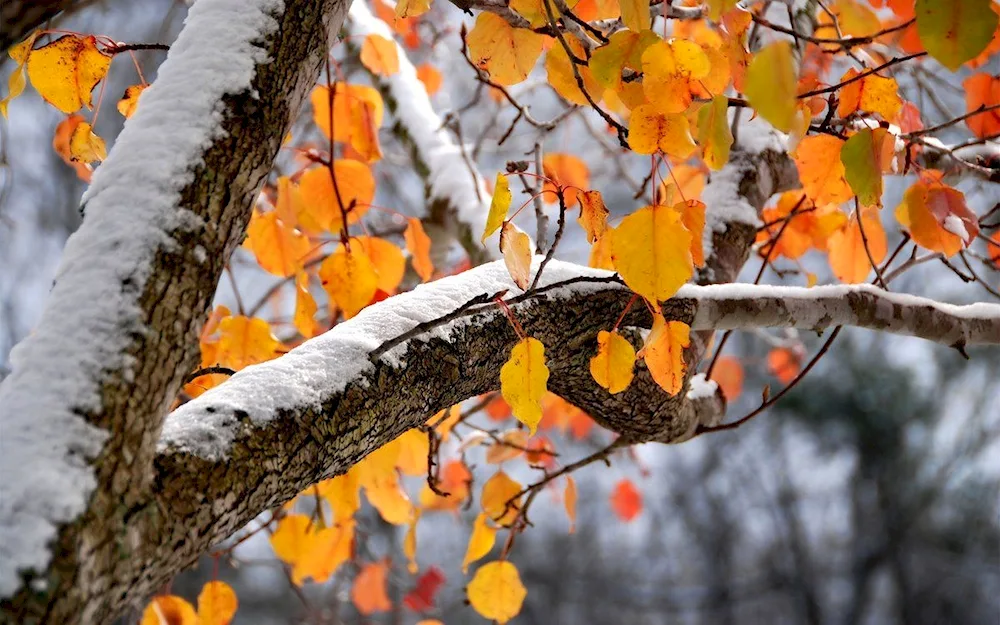 Early winter