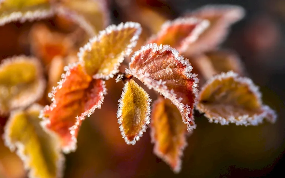 Autumn snow