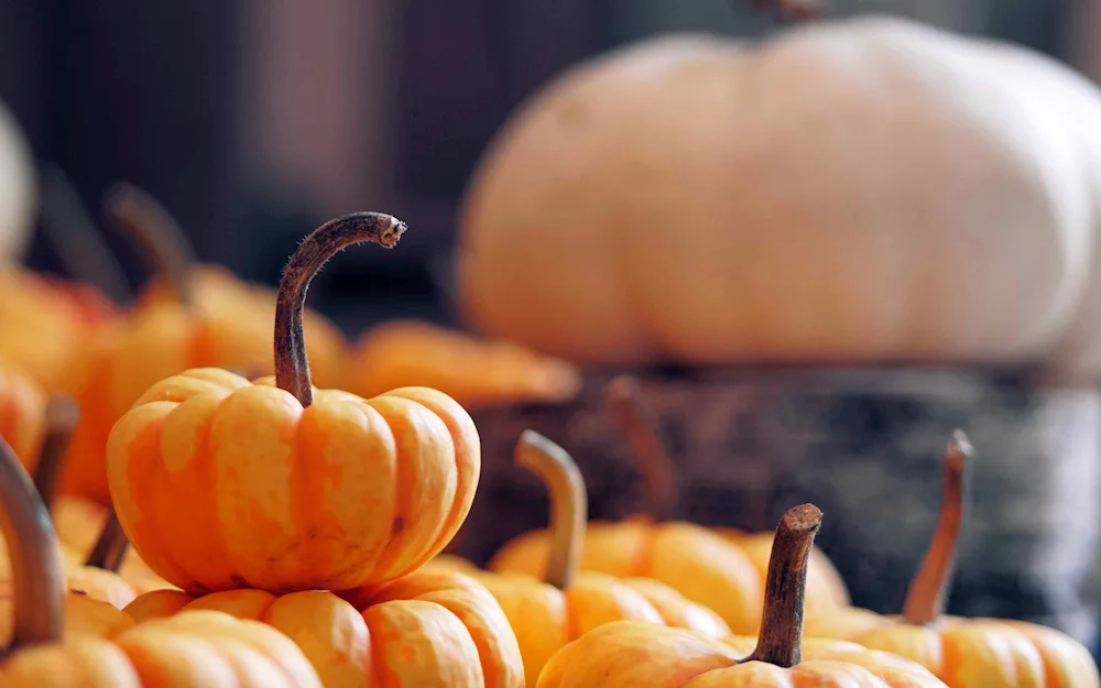 Autumn pumpkins