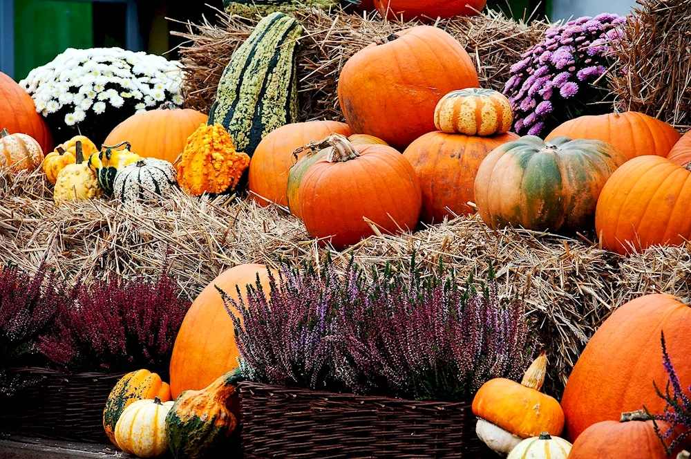 Vegetable cart