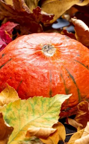 Autumn pumpkin