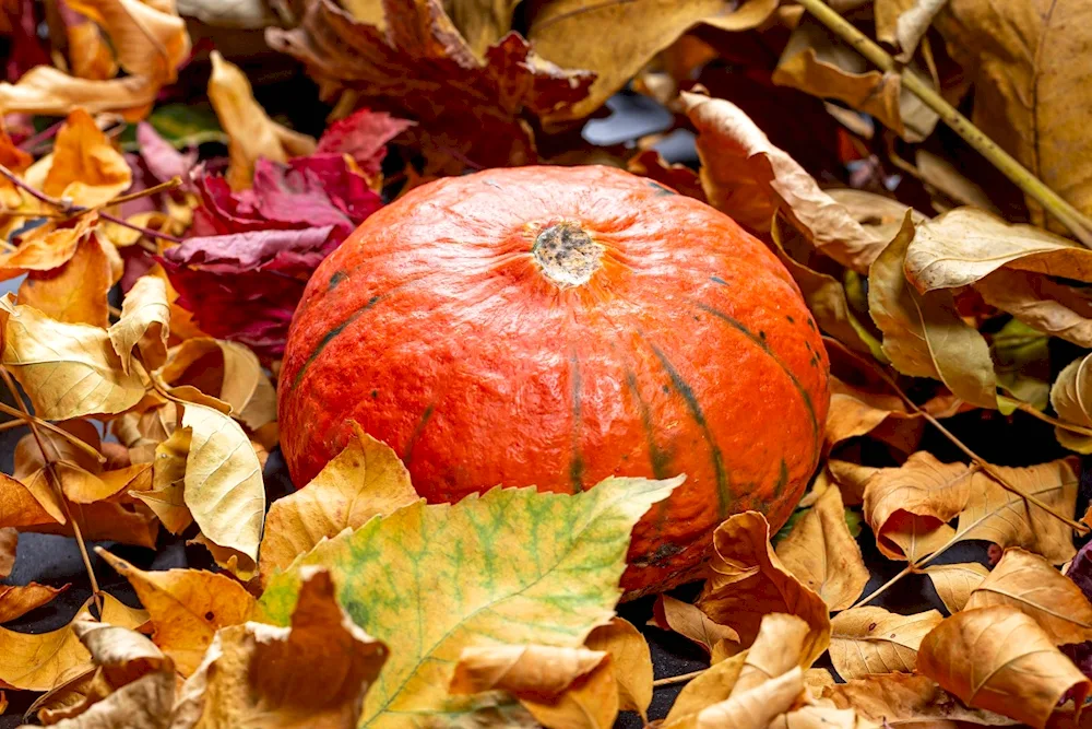 Autumn pumpkin