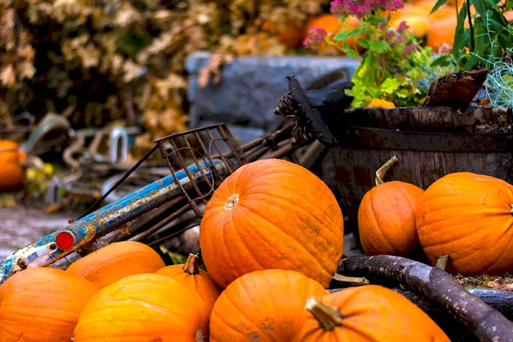 Pumpkin leaves
