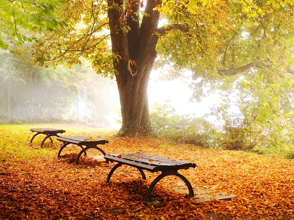 Autumn Wallpaper in the park