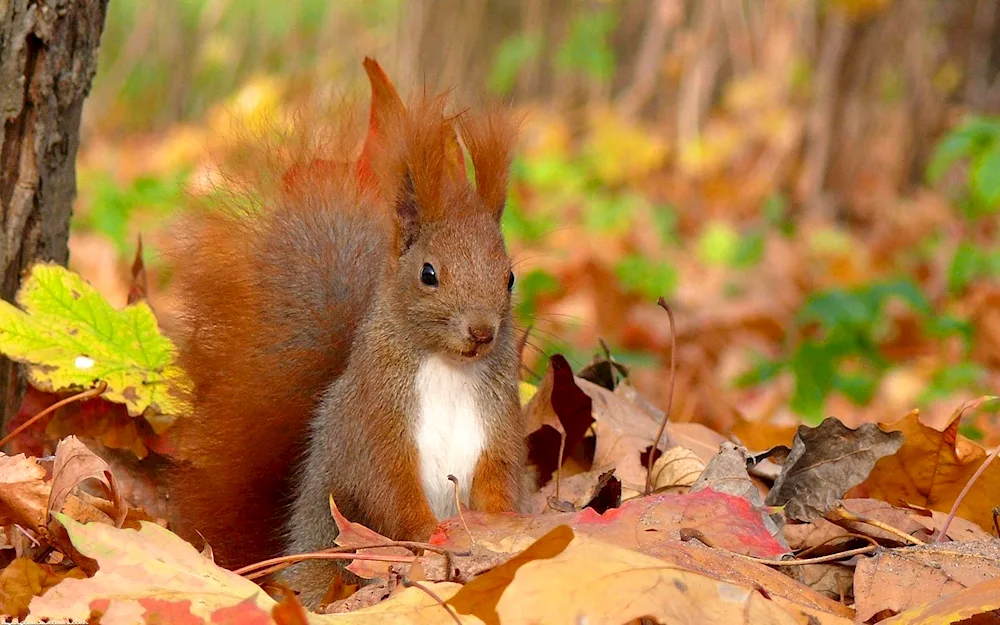 Beautiful autumn