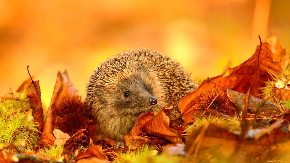 Hedgehog photo