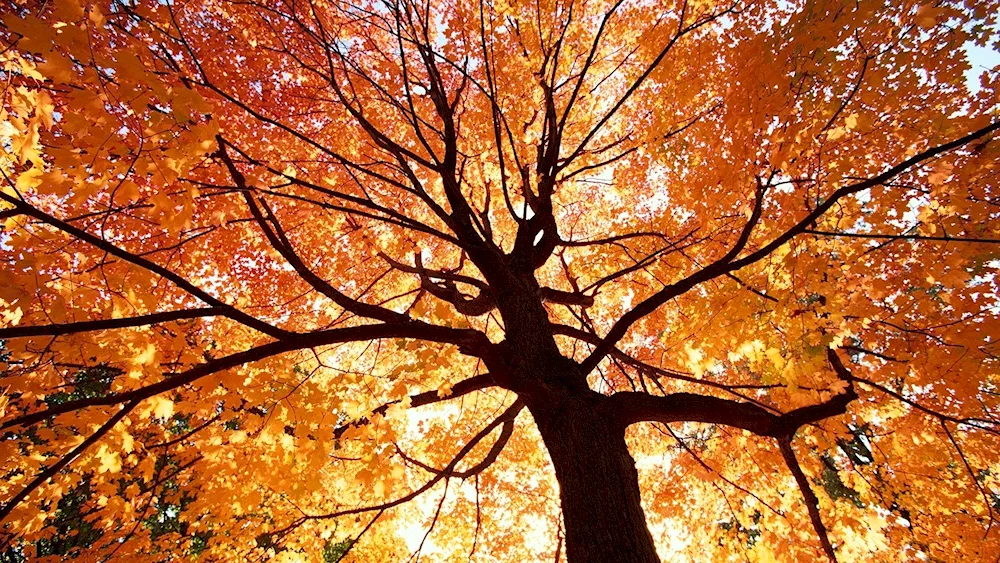 Autumn tree