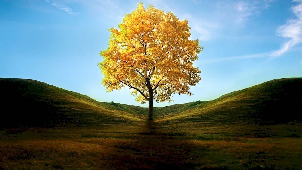 Sunny autumn tree