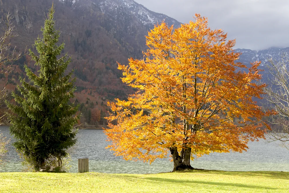 Autumn tree