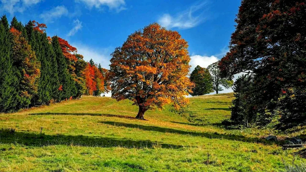 Autumn tree tree