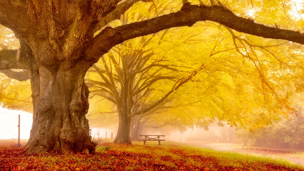 Autumn tree