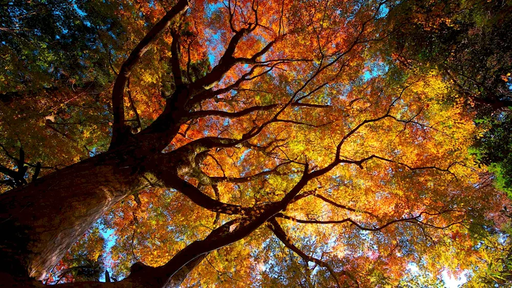 Autumn landscape