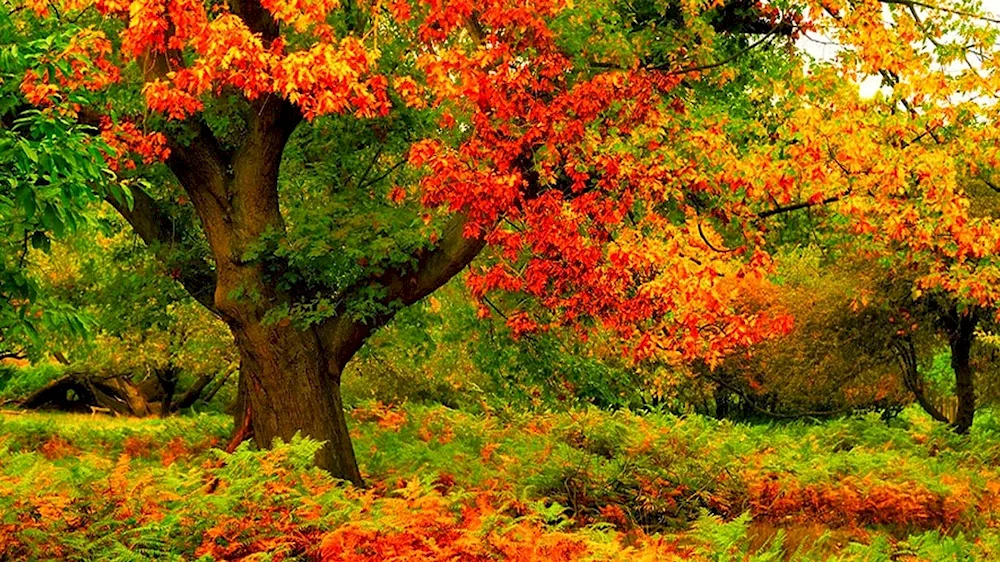 Autumn park