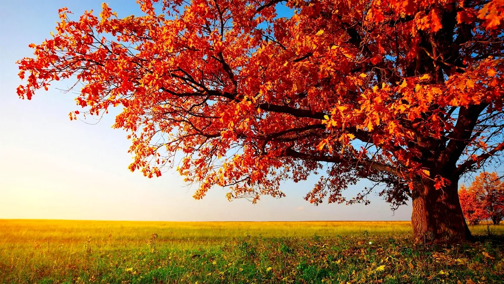 Beautiful forest
