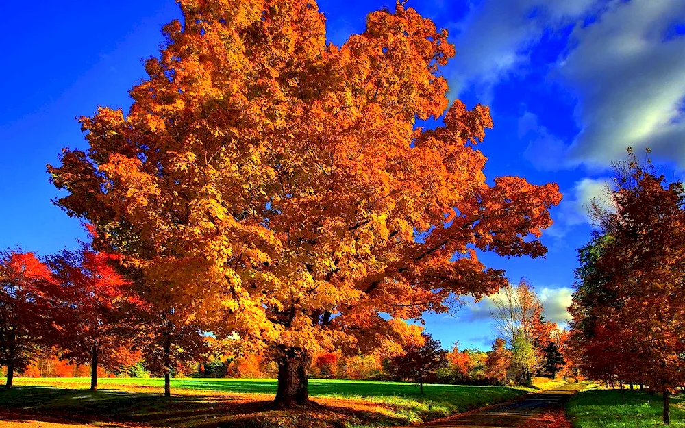 Autumn tree