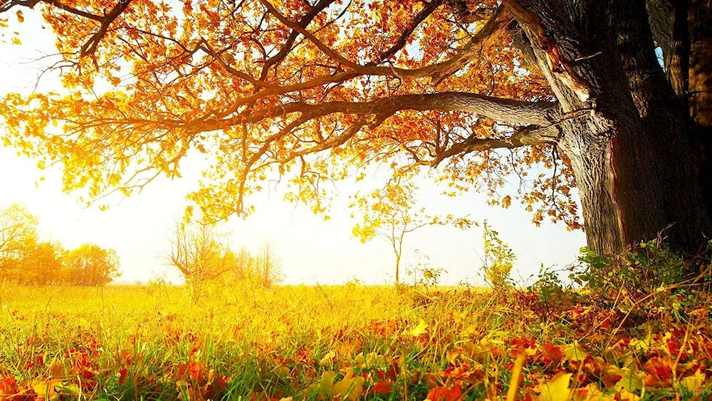 Japanese Oregon maple tree