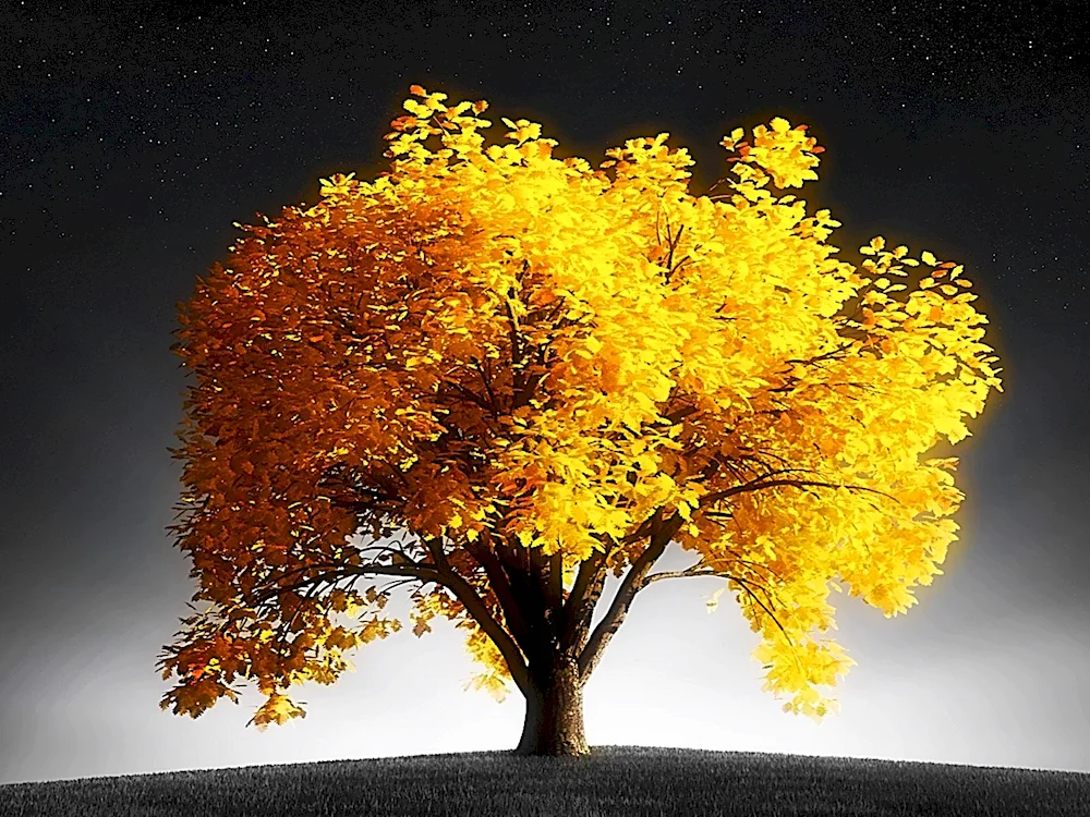 Sunny autumn tree