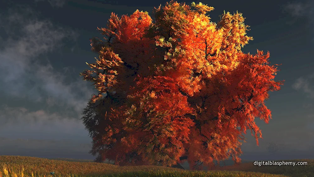 Autumn tree